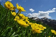 27 Fiori gialli con sullo sfondo il Monte Cavallo